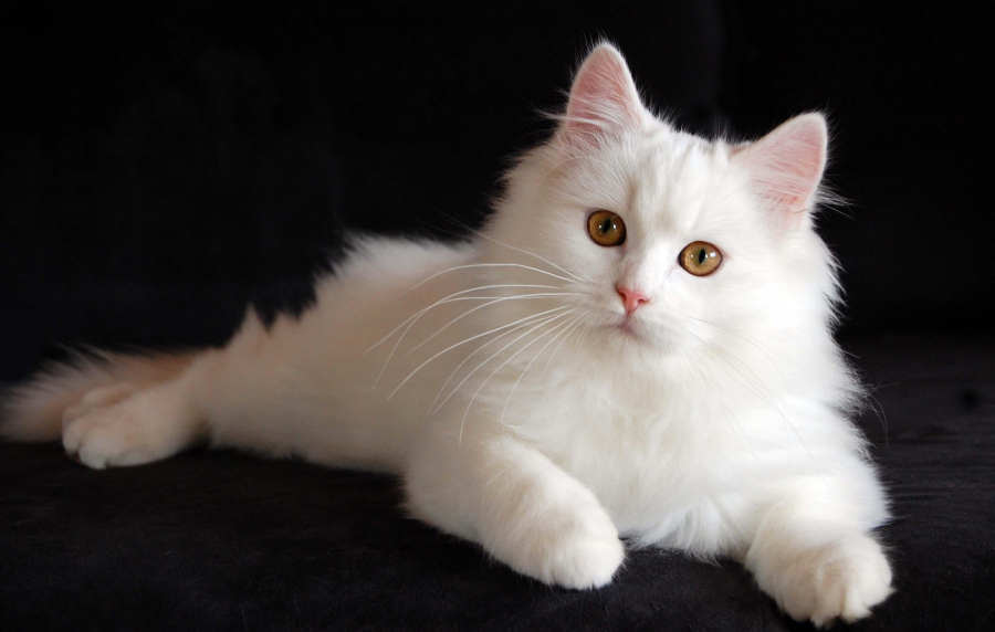 Secretele pisicilor albe