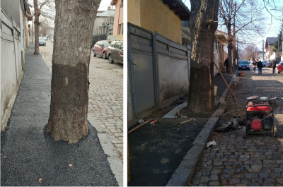 UPDATE. Ecosal amendată de Garda de Mediu pentru copaci asfaltați pe strada Bravilor (FOTO)
