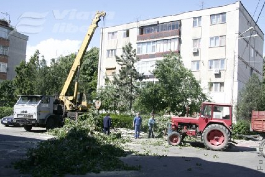 Plopi retezaţi cu acte în regulă