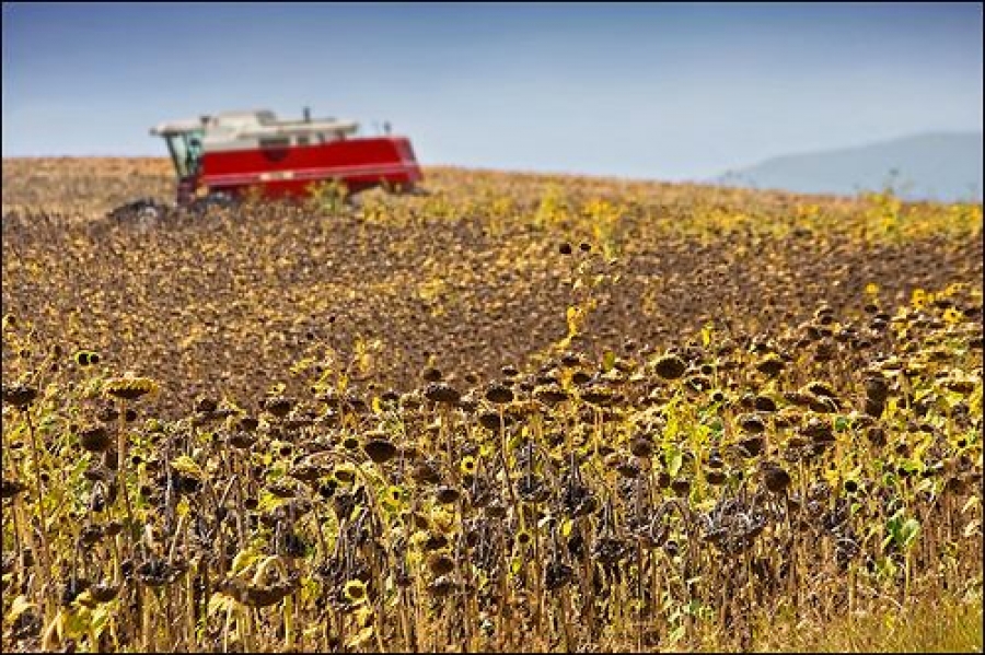 Recolta de floarea sorelui, sub aşteptări