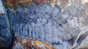 Fosila urmează să fie expusă public la Muzeul Sedgwick din Cambridge
