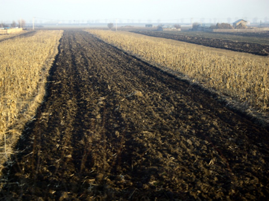 PROIECT DE LEGE / Statul elimină restricţiile pentru achiziţia de terenuri agricole de către străini după 1 ianuarie