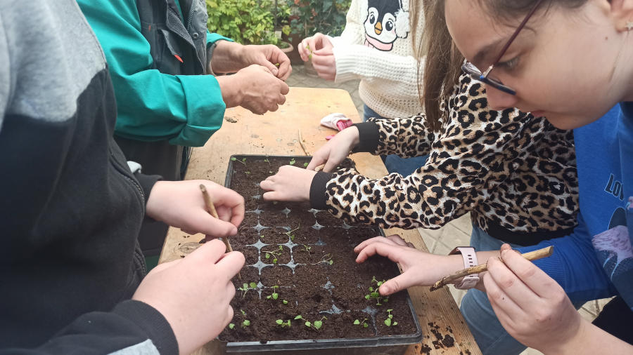 Elevii învaţă la muzeu să cultive plante ornamentale