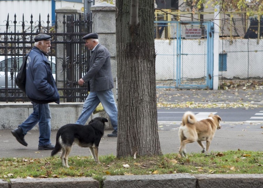 Primarul Marius Stan a decis cine hotărăşte EUTANASIEREA CÂINILOR din Galați