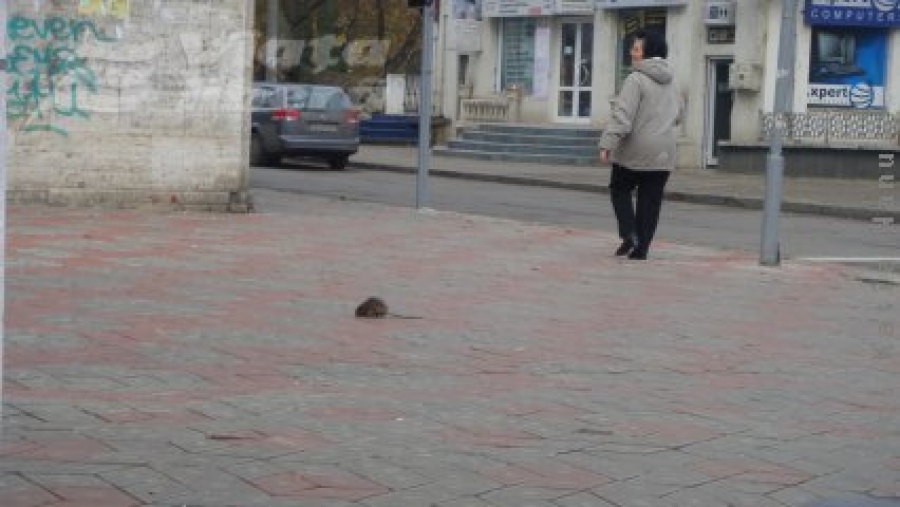 Un şobolan pe Strada Domnească