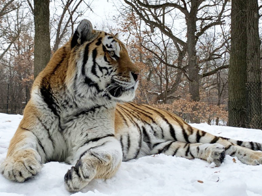 Tigrul Putin al grădinii zoologice din Minnesota a murit pe neaşteptate