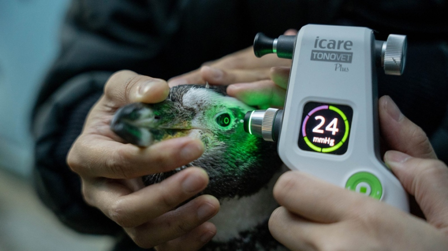 Șase pinguini, operați de cataractă, au primit lentile personalizate