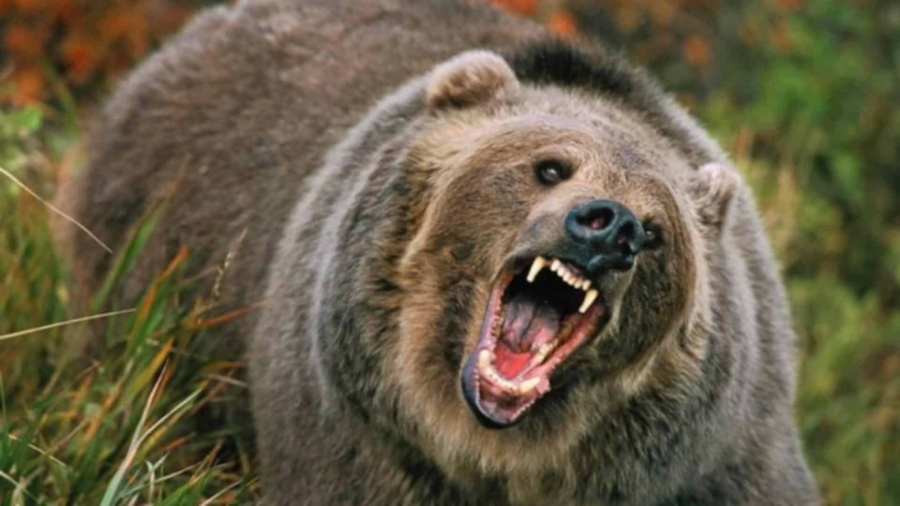 Anchetă după împușcarea ursului care a sfâșiat o turistă
