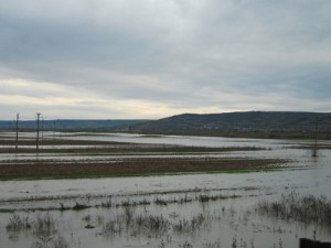 Dunărea a depăşit cotele de atenţie în Olt şi a inundat peste 200 de hectare de păşune