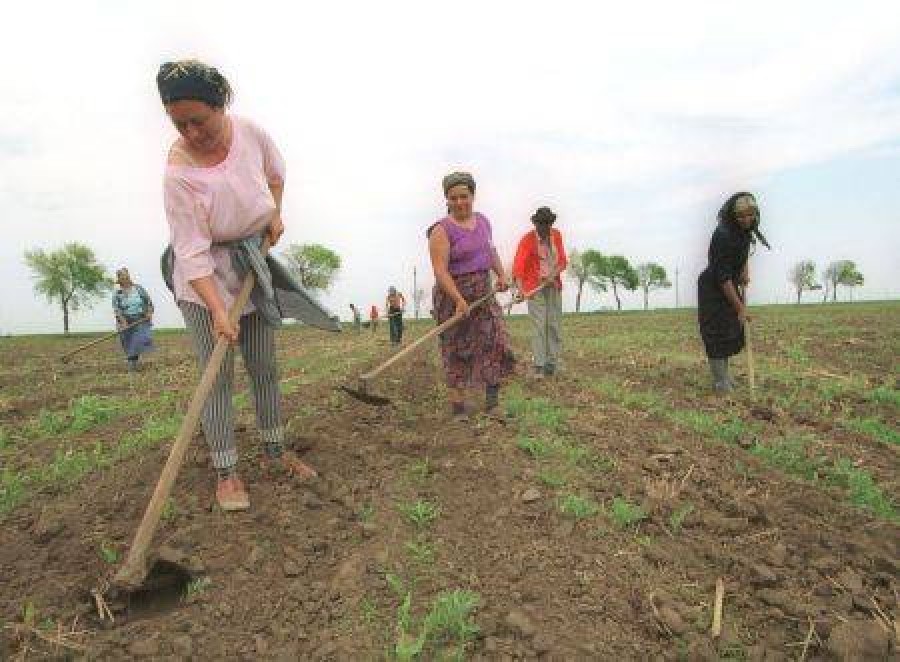 Munca în agricultură se plăteşte din ce în ce mai prost