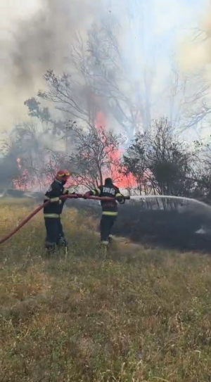 Incendiu uriaș de vegetație. Mai multe echipaje de pompieri au fost chemate în ajutor