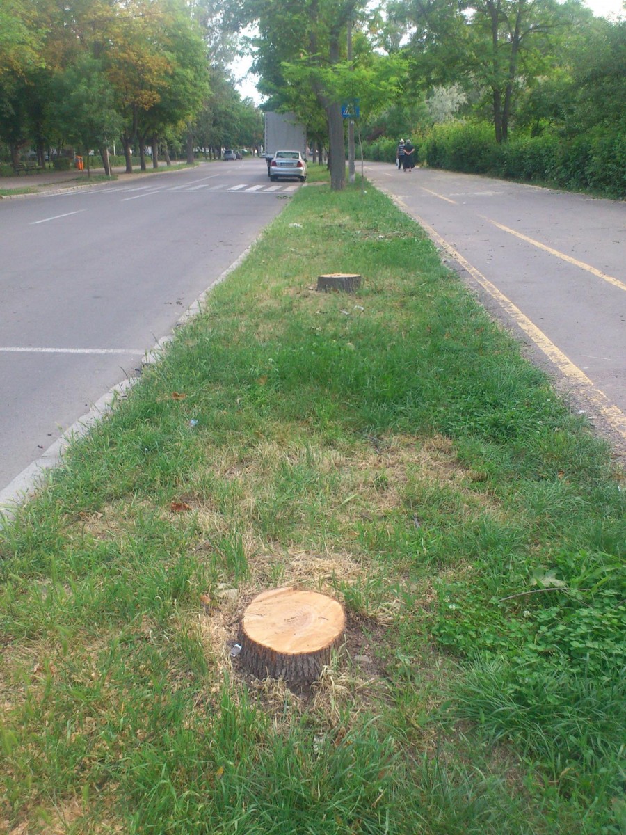 Pe strada Regiment 11 Siret - TĂIERE ÎN MASĂ a arborilor/ Iată când vor fi înlocuiți