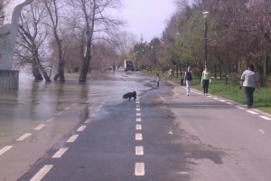 Dunărea a atins cota de inundaţie la Galaţi. Apa îi obligă pe gălăţeni să meargă prin iarbă