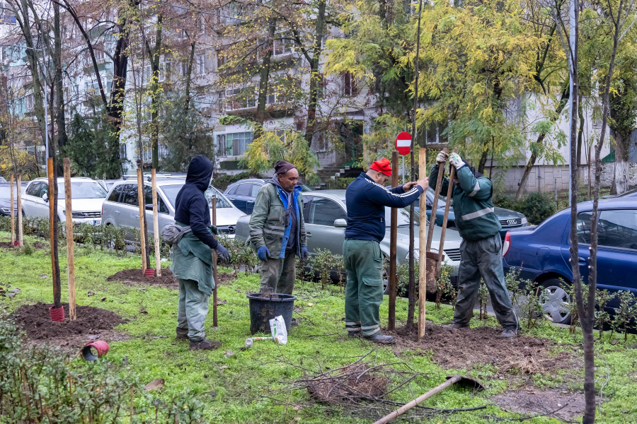 Pe ce străzi din Galaţi ar trebui să prindă rădăcini 1.200 de copaci