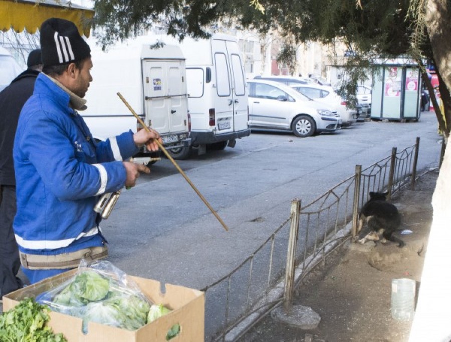 TINERII ŞI ORAŞUL/ Reportaj în Ţiglina I, patria CÂINILOR MAIDANEZI