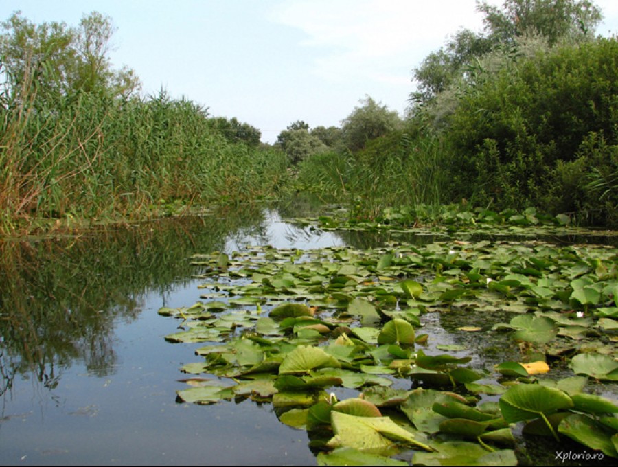 TULCEA/ Manualul digital al turistului care vine în Delta Dunării