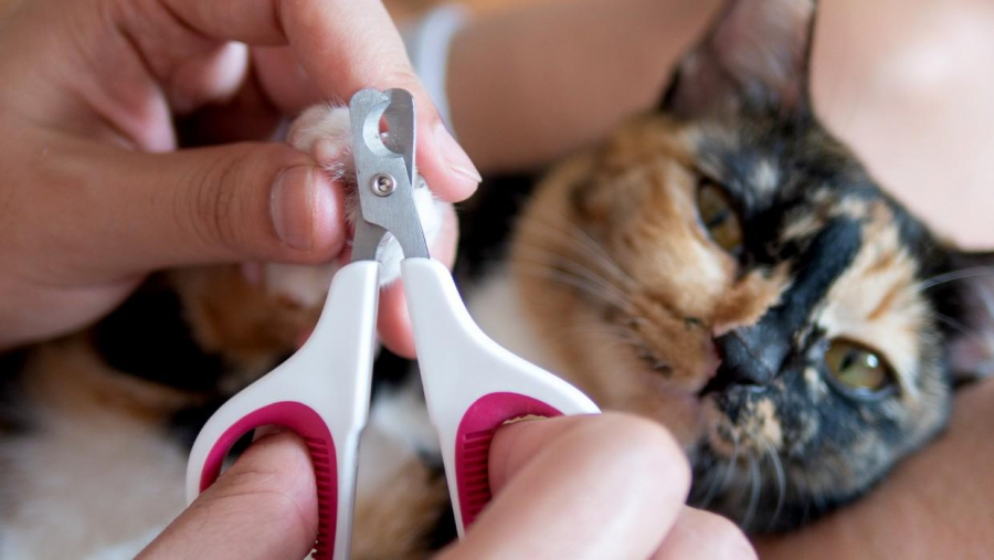 Cât de riscante sunt afecțiunile unghiilor la pisică