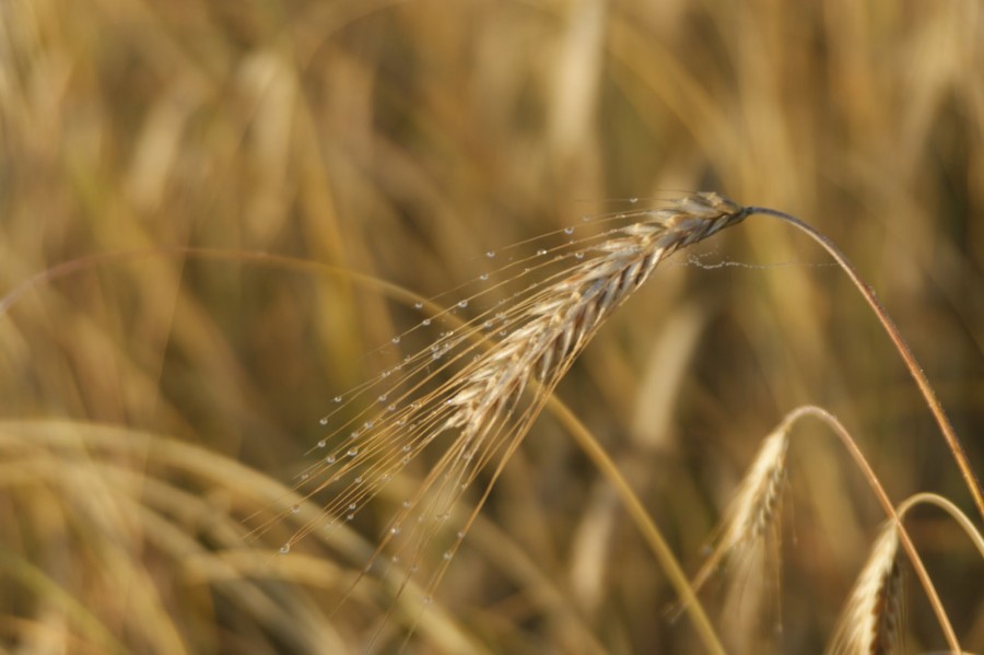 Nu mai suntem în "anul păioaselor"/ Se estimează că va fi cu 13% mai puţin grâu ca anul trecut