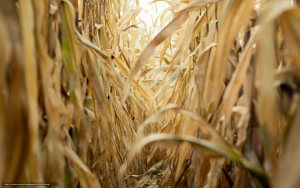 Un an agricol compromis, în județul Galați. Porumbul ajunge furaj, iar fermierii, la... ”fundul sacului”
