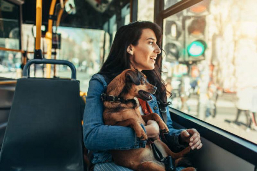 Acces în mijloacele de transport în comun pentru animalele de companie însoţite de stăpân