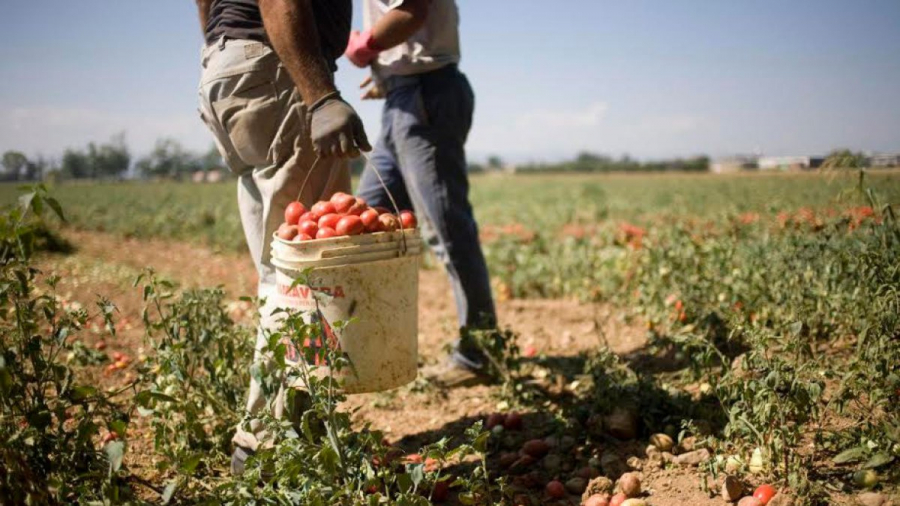 Galațiul caută agricultori vorbitori de engleză