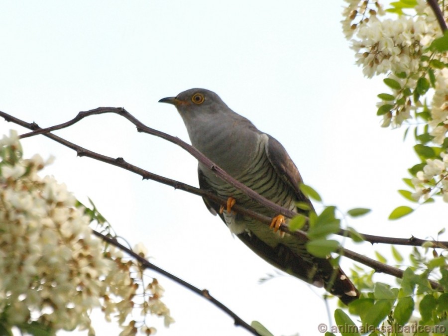 Exponat nou la Grădina Botanică