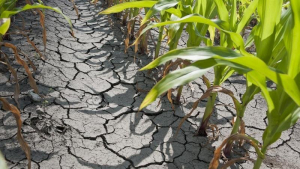 Fermierii afectaţi de secetă vor fi despăgubiţi