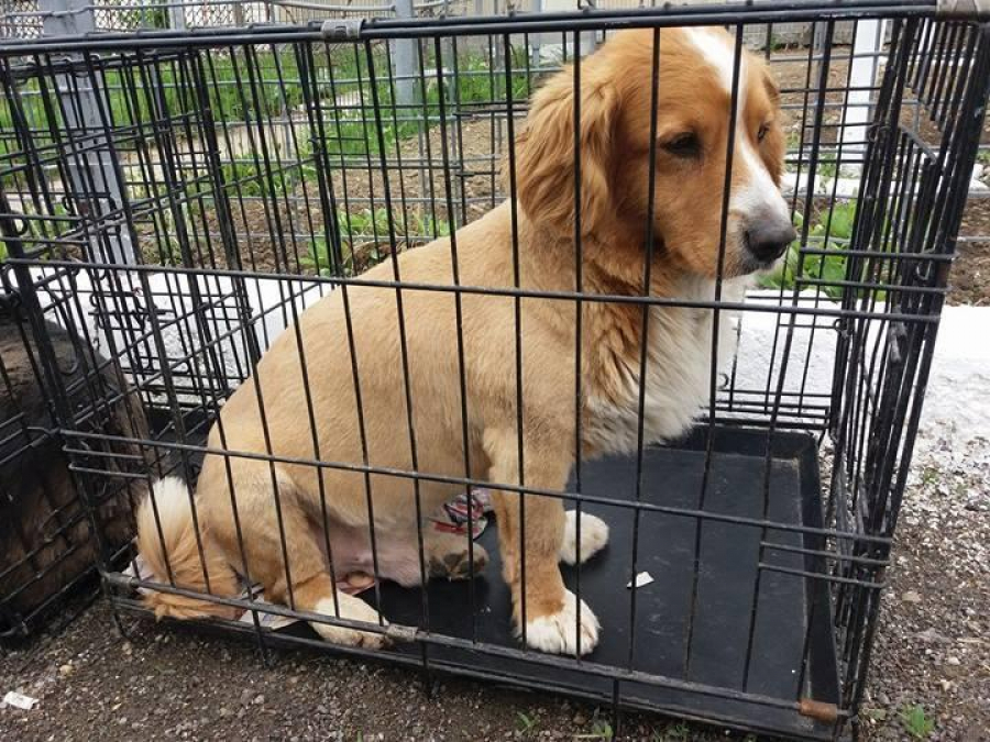 Câţi câini din padocul Ecosal au casă nouă