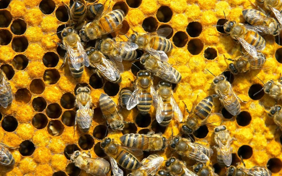EXPOZIŢIE NOUĂ la Muzeul de Ştiinţele Naturii - "Albinele şi noi" 