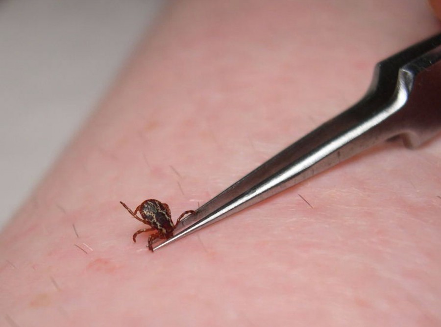 Boala Lyme OCOLEŞTE Galaţiul. În judeţ, situaţia e INCERTĂ
