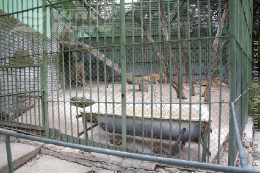 Vizită neplăcută la Parcul Zoologic din Pădurea Gârboavele