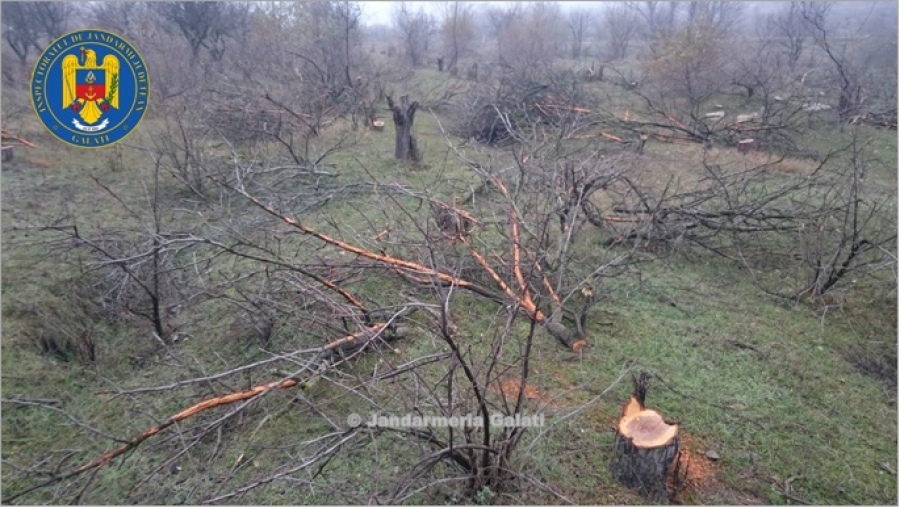 La vremuri disperate, soluţii disperate! LIVADA de la SEROMGAL a fost DEFRIŞATĂ pentru lemne de foc