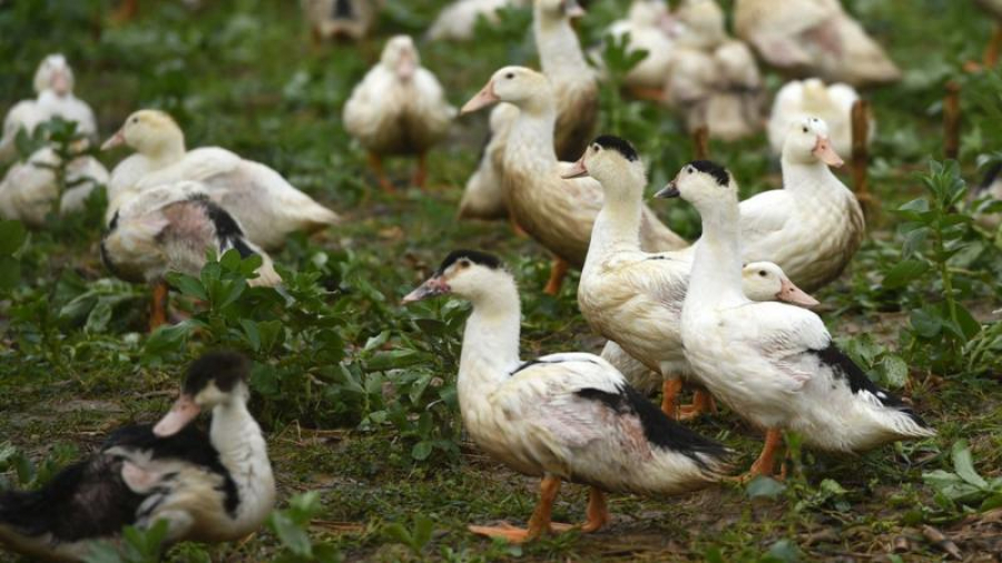 Franța rămâne fără "foie gras"
