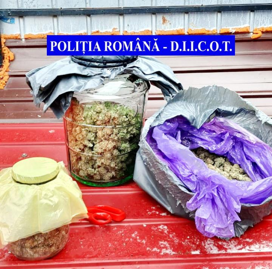 Canabis cultivat în Galați, la mare succes pe piața neagră