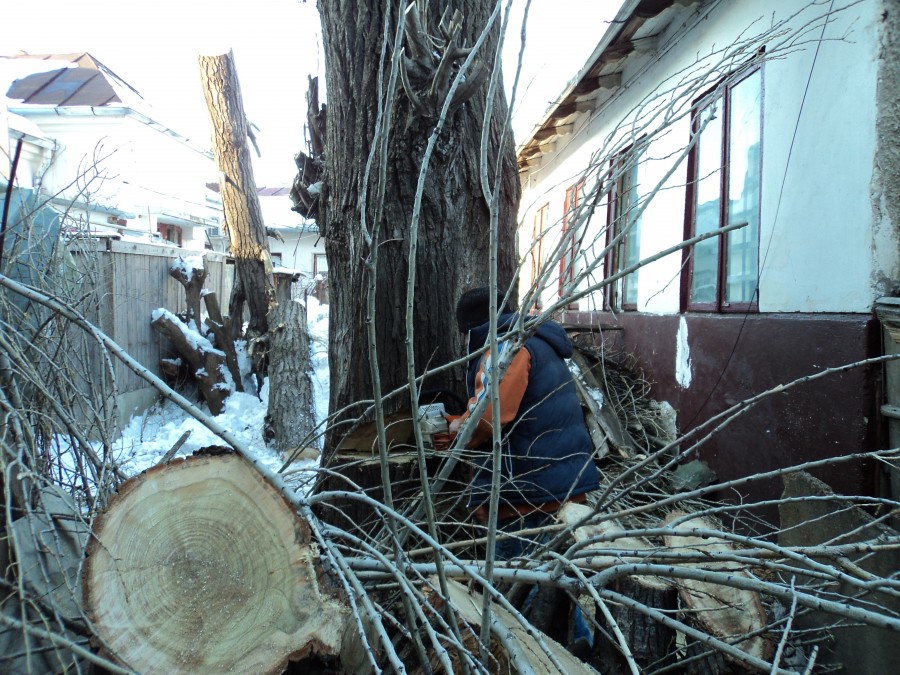 PLOPUL DEMOLATOR de pe Brăilei 14 a fost TĂIAT, după zece ani de cereri (FOTO)