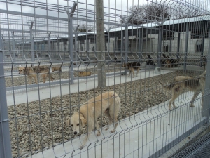 Maidanezii primesc „întăriri”/ Câinii din padocurile Ecosal vor fi eliberaţi pe străzi