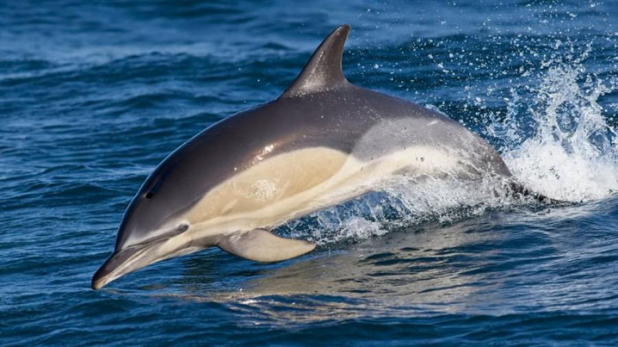 Mor delfinii din Marea Neagră