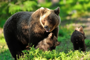 Ursoaică cu doi pui, în zonă turistică