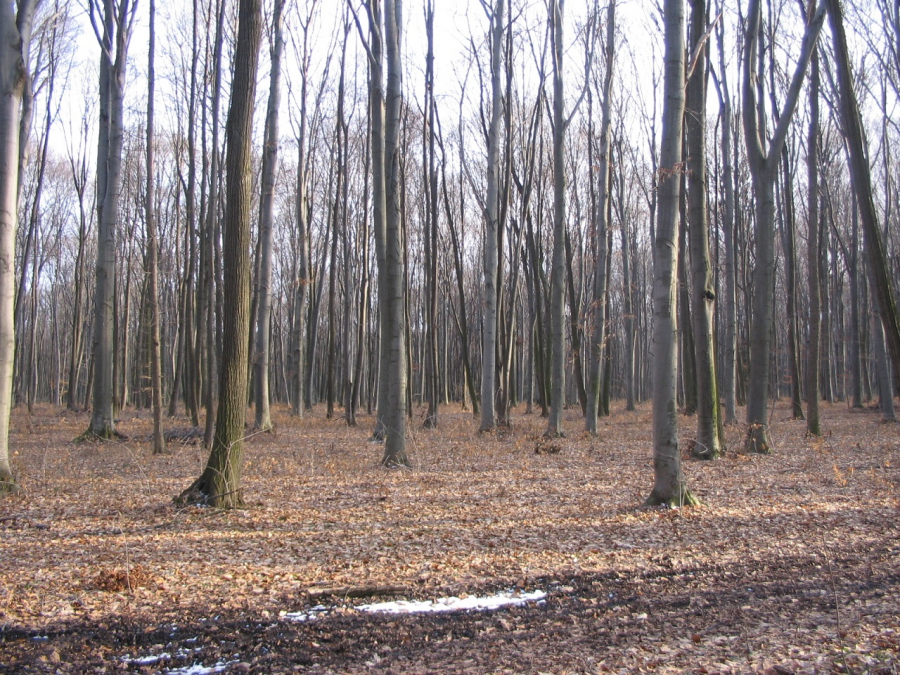 Cât lemn s-a vândut din pădurile Galațiului