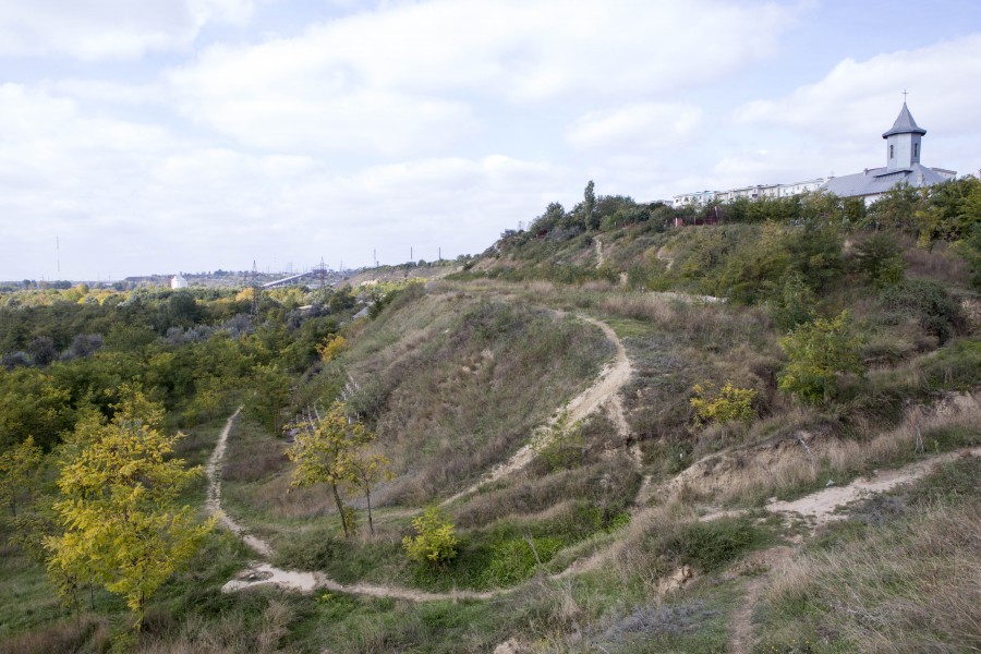 Se caută voluntari la plantat salcâmi