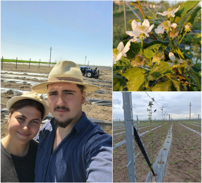 Cu bani împrumutaţi, doi tineri gălăţeni au creat o plantaţie de mure și zmeură (FOTO)