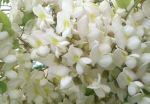 MÂNCĂRURI MAI PUŢIN CUNOSCUTE: Chiftele din flori de salcâm sau şniţele din flori de soc
