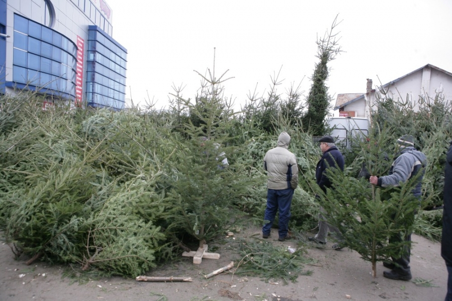 Cât costă bradul de Crăciun şi unde-l găseşti