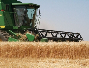 PROBLEME de piaţă pentru agricultorii gălăţeni: Producţie bună, preţuri mici