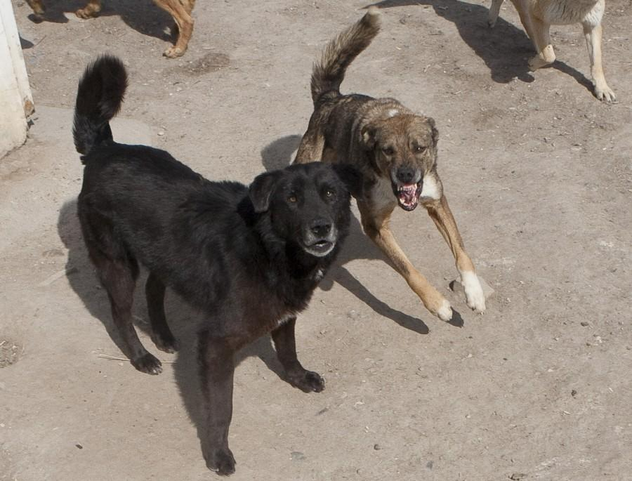 Câinii agresivi îi terorizează pe trecători, în Ţiglina I