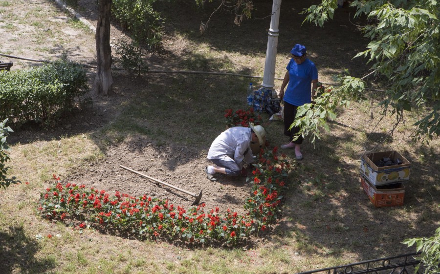 Cât au costat florile produse în sera Gospodărire Urbană