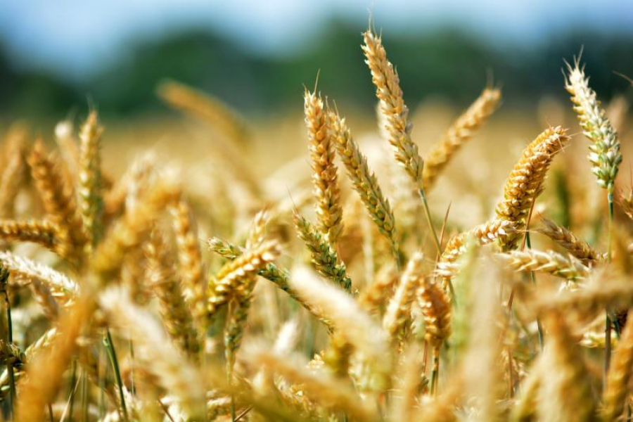 Egiptul a cumpărat mult grâu din România