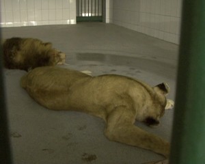 Doi dintre leii lui Nuţu Cămătaru au ajuns la Galaţi 