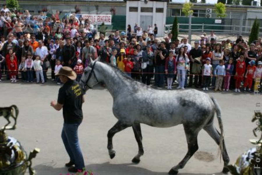 Visul unui gălăţean: O herghelie în apropierea Galaţiului