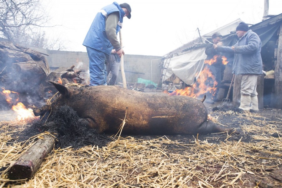 SACRIFICAREA PORCULUI - TRADIŢIE PRECREŞTINĂ